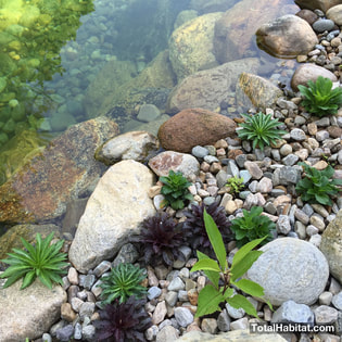 Water Plants in Natural Swimming Pool/Pond