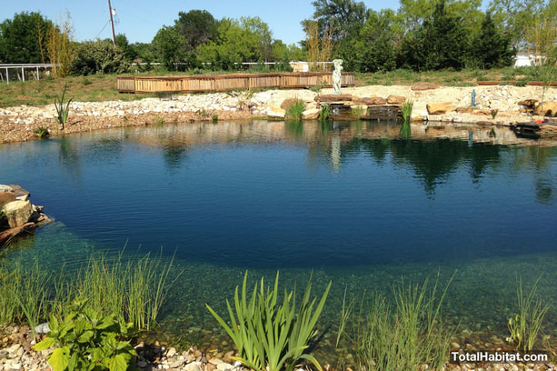 Pond converted to Natural Swimming Pool/Pond