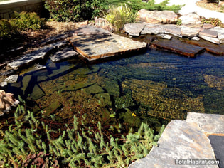 Natural Swimming Pool/Pond with Slab Geology