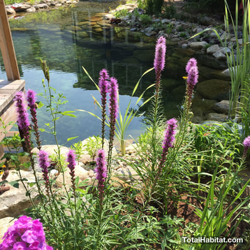 Flowers in Natural Swimming Pool/Pond
