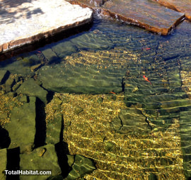 Goldfish in Natural Swimming Pool/Pond