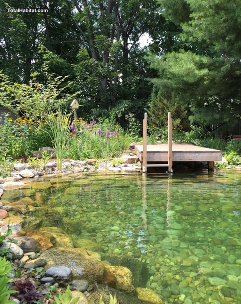 Natural Swimming Pool/Pond in Connecticut